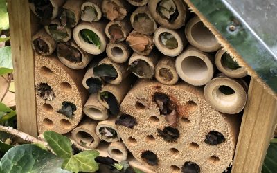 Bee Hotel!