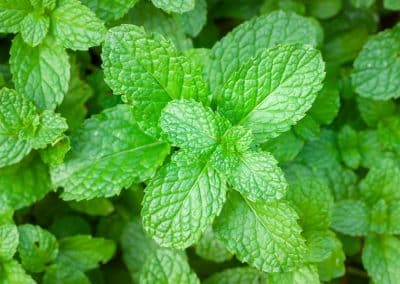 Peppermint (Mentha piperita)