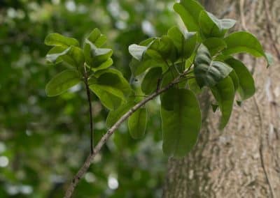 Peru Balsam (Myroxylon balsamum)