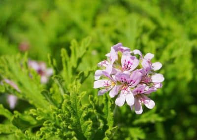 Rose Geranium (Pelargonium graveolens)