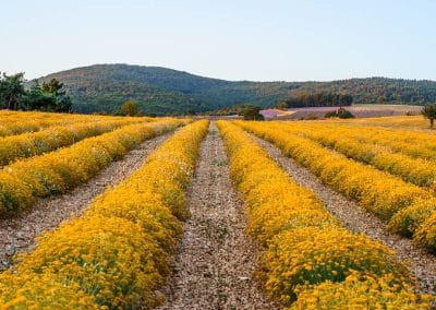 Immortelle (Helichrysum italicum)