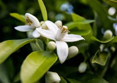 Neroli (Citrus bigaradia)