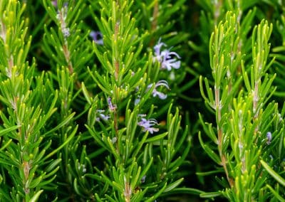 Rosemary (Rosmarinus officinalis)