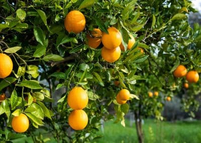 Sweet Orange Oil (Citrus sinensis)