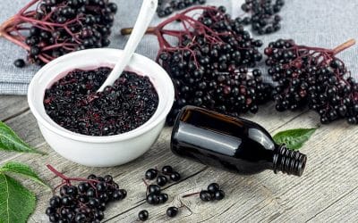 Cherish the Gift of Nature – Elderberries