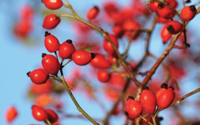 Cherish the Gift of Nature – Rosehips