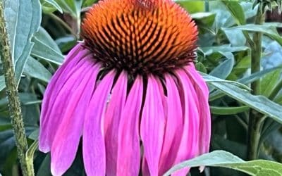 Echinacea – The Healer’s Bloom